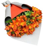 Помаранчева альстромерія