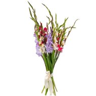 Букет з 15 гладіолусів