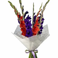 Червоні та фіолетові гладіолуси