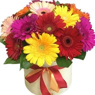 Гербер букет в коробці