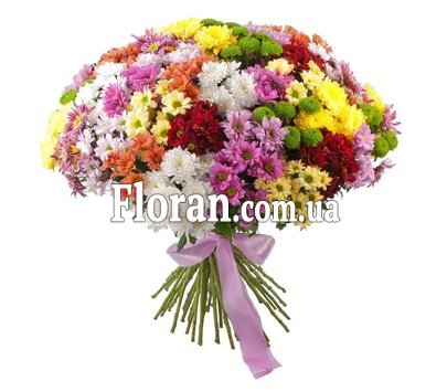 51 хризантема