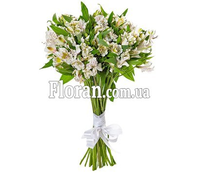 Альстромерія біла