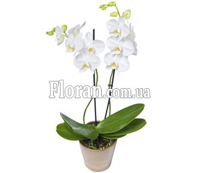 Біла орхідея в горщику