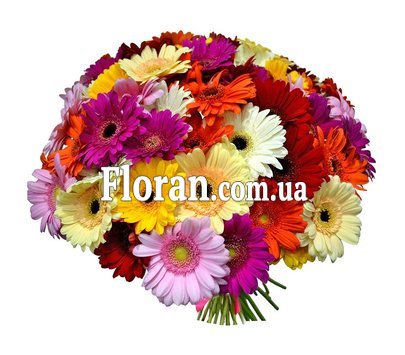 Большой букет гербер