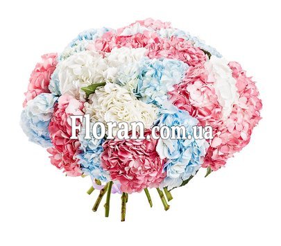 Large bouquet of hydrangeas