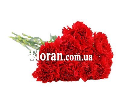 Букет из гвоздик