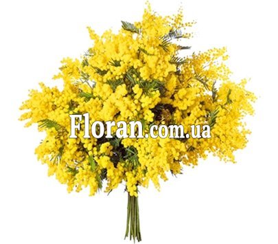 Bouquet of Mimosa