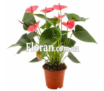 Цветок для мужчины