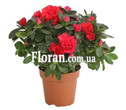 Квіти горщикові рослини
