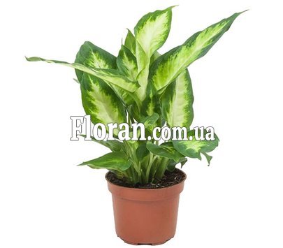 Діффенбахія в горщику