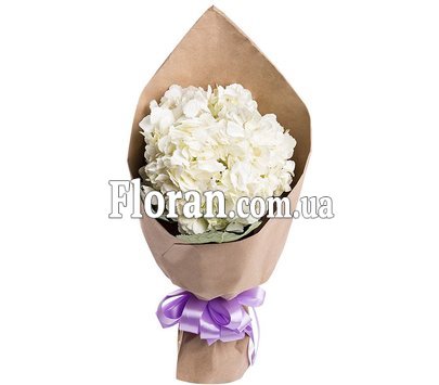 Hydrangea for September 1