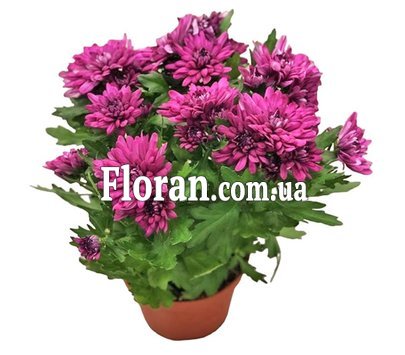 Хризантема в горшке