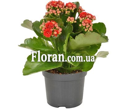 Каланхое в горшке