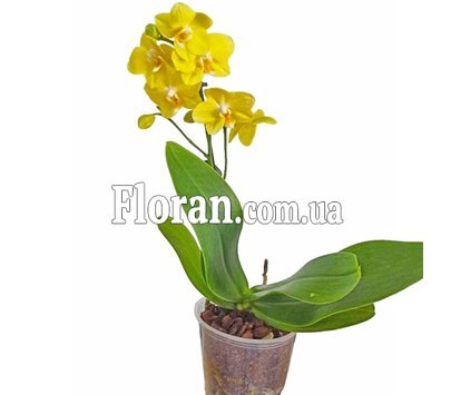 Комнатное растение орхидея
