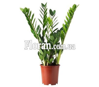 Кімнатні рослини в горщиках