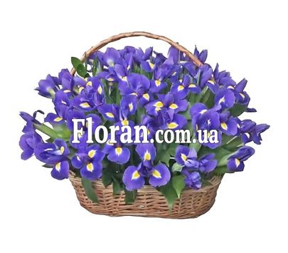 Кошик ірисів