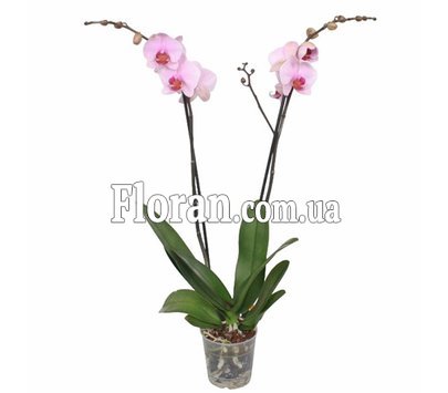 Phalaenopsis orchid in a pot