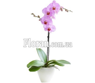 Орхідея у горщику