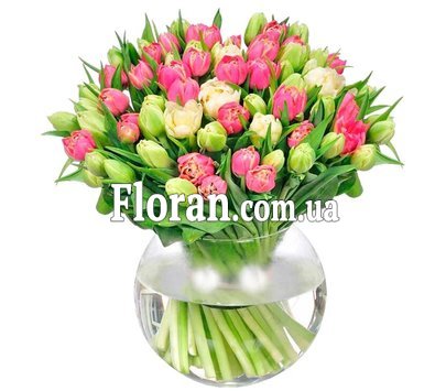 Півоноподібні тюльпани