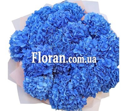 Синій гортензії букет