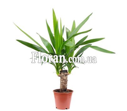 Юка в горщику