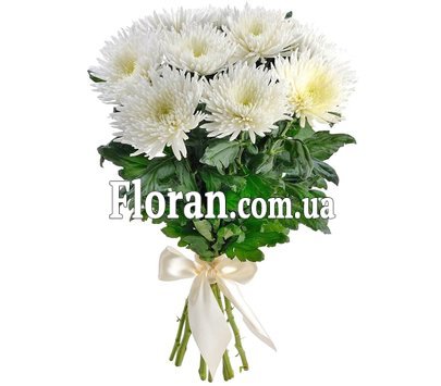 15 large white chrysanthemums