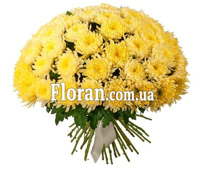 51 крупная хризантема