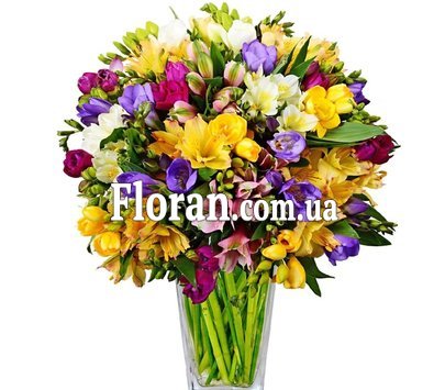 Alstroemeria freesia