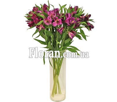 Альстромерія бузкова