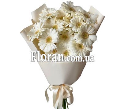 Білі гербери