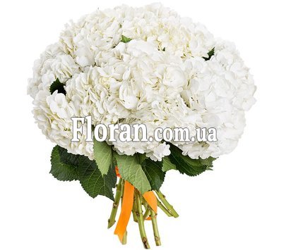 Букет для коханої з гортензій