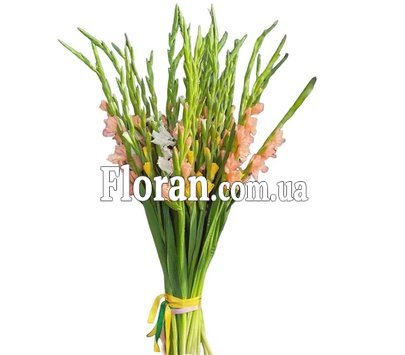 Bouquet of gladioli for your beloved