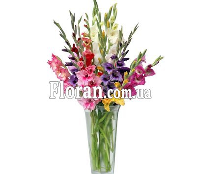 Bouquet of gladioli