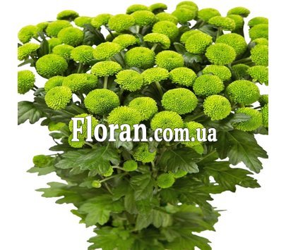 Букет из зеленых хризантем