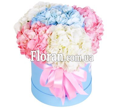 Букет у коробці гортензія