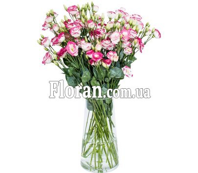 Эустома бело розовая