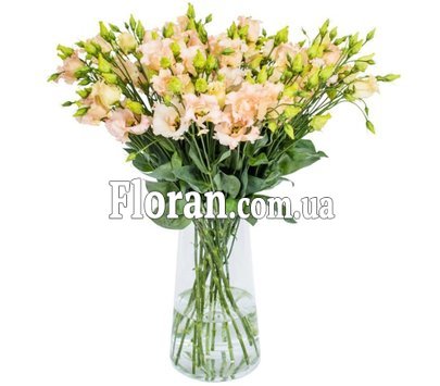 Еустома персикова