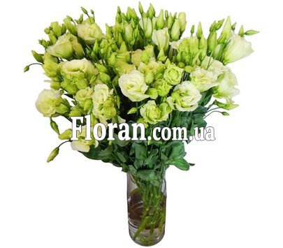 Еустома зелена