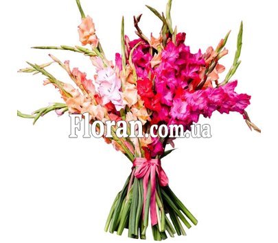 Гладіолуси красиві