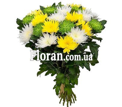 Needle chrysanthemums