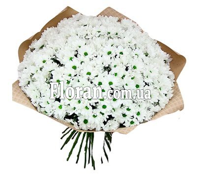 Composition of daisies