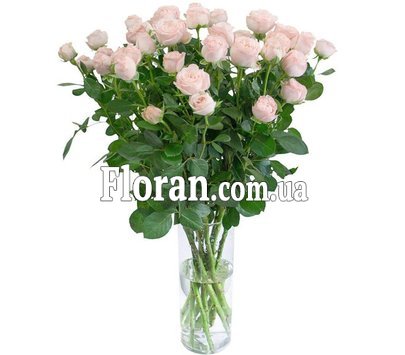 Маленькі кущові троянди