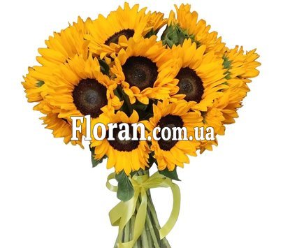 Соняшники під стрічку