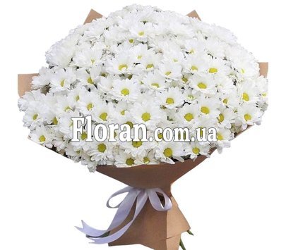 Живі ромашки