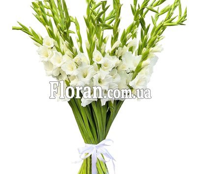 25 білих гладіолусів