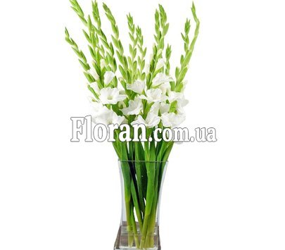 Білий букет гладіолусів