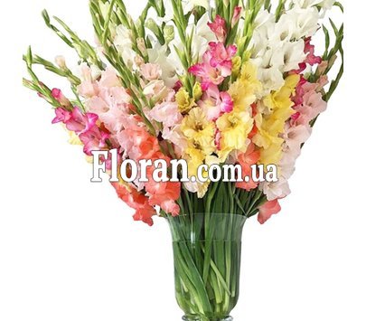 Big bouquet of gladioli
