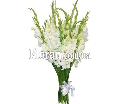 Букет 21 белый гладиолус