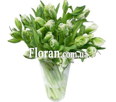 Bouquet of green tulips