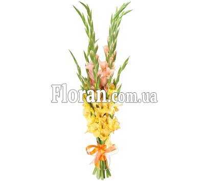 Gladiolus tied with ribbon